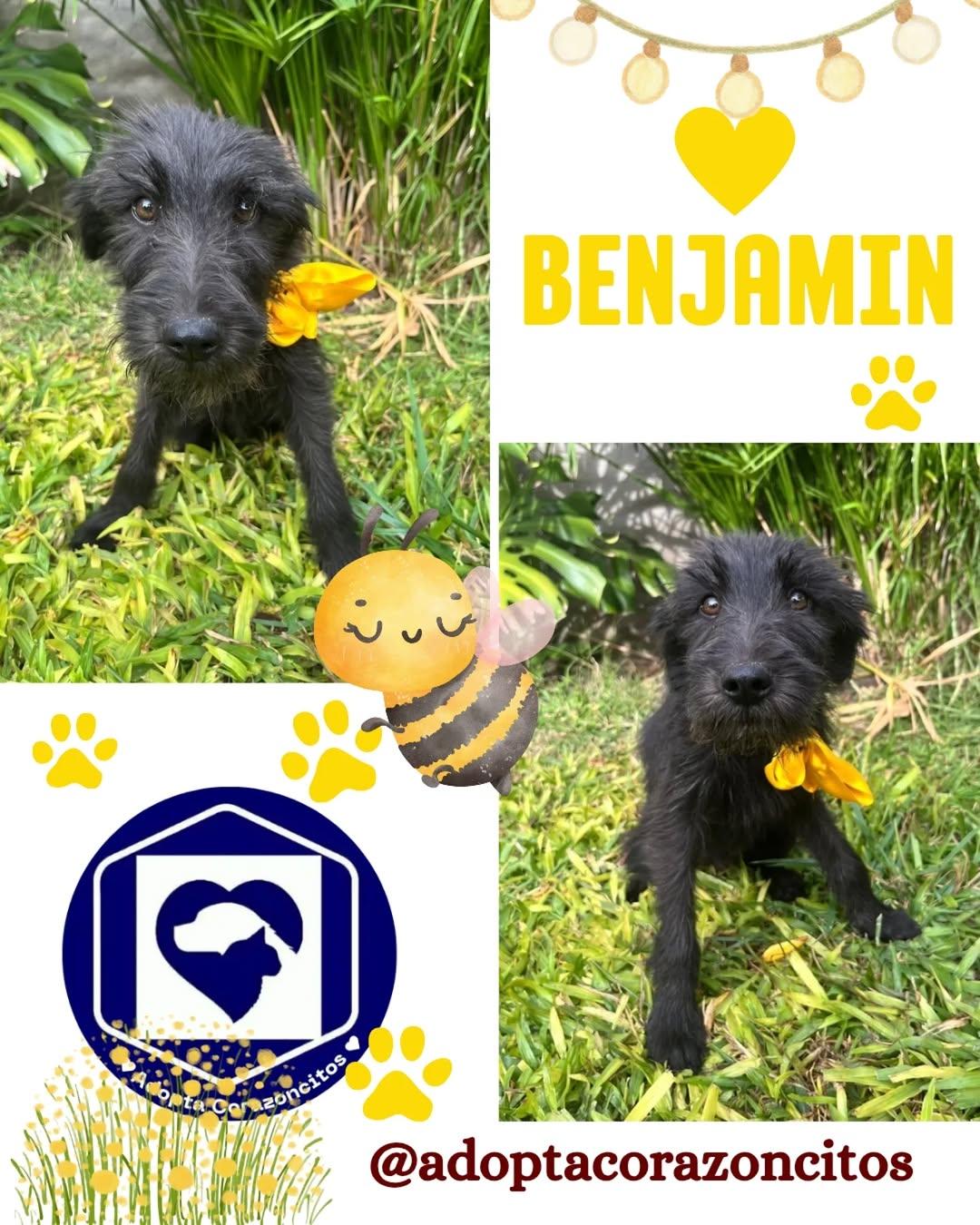 Salvador, Benjamín, Benicio (2/3)