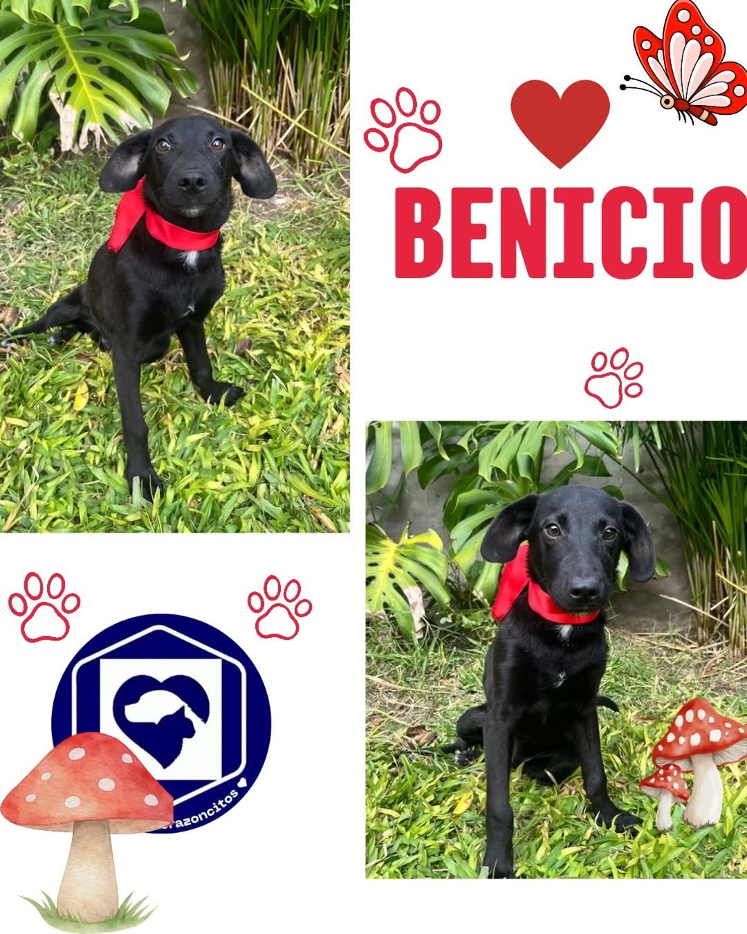 Salvador, Benjamín, Benicio (3/3)