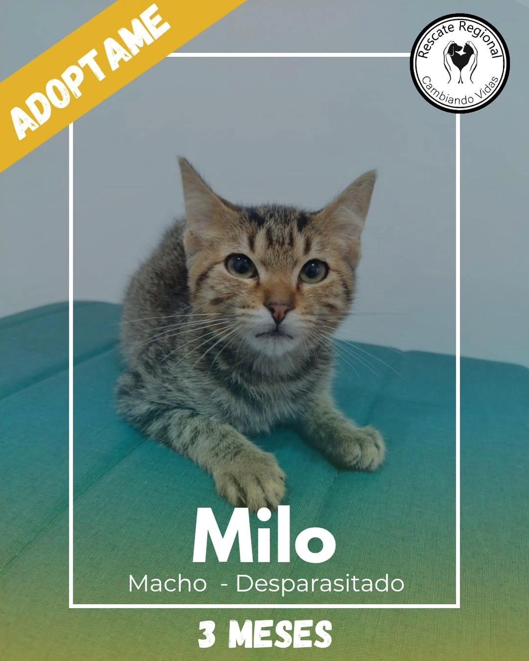 Milo (1/5)