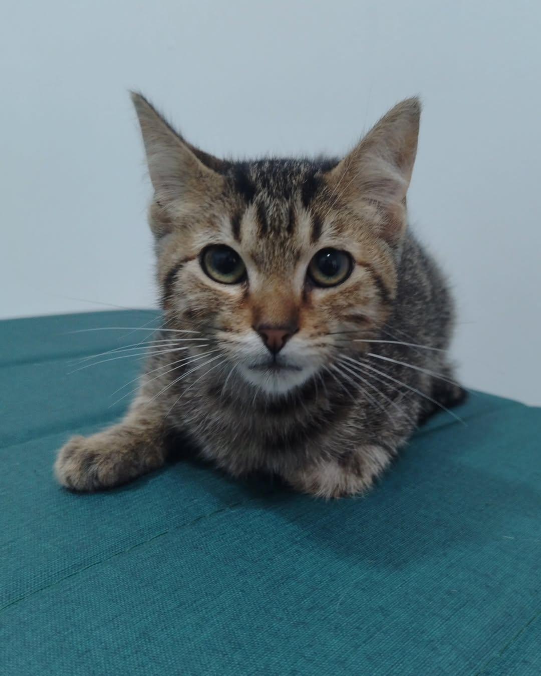 Milo (2/5)