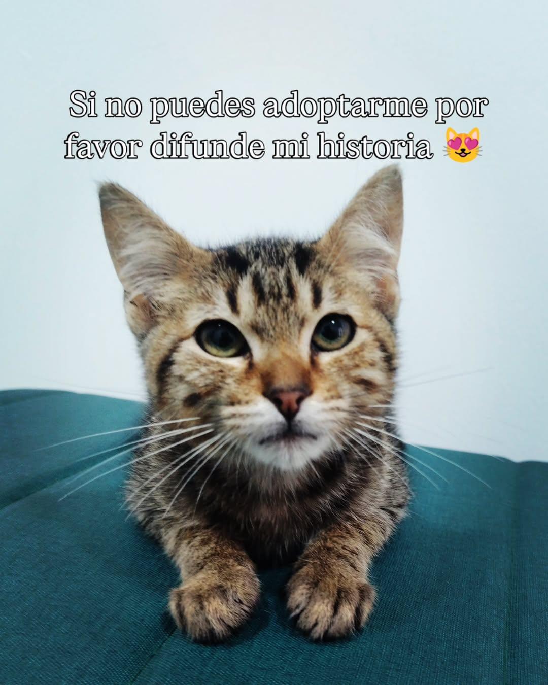 Milo (5/5)