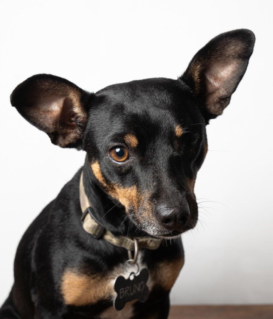 Bruno (2/3)