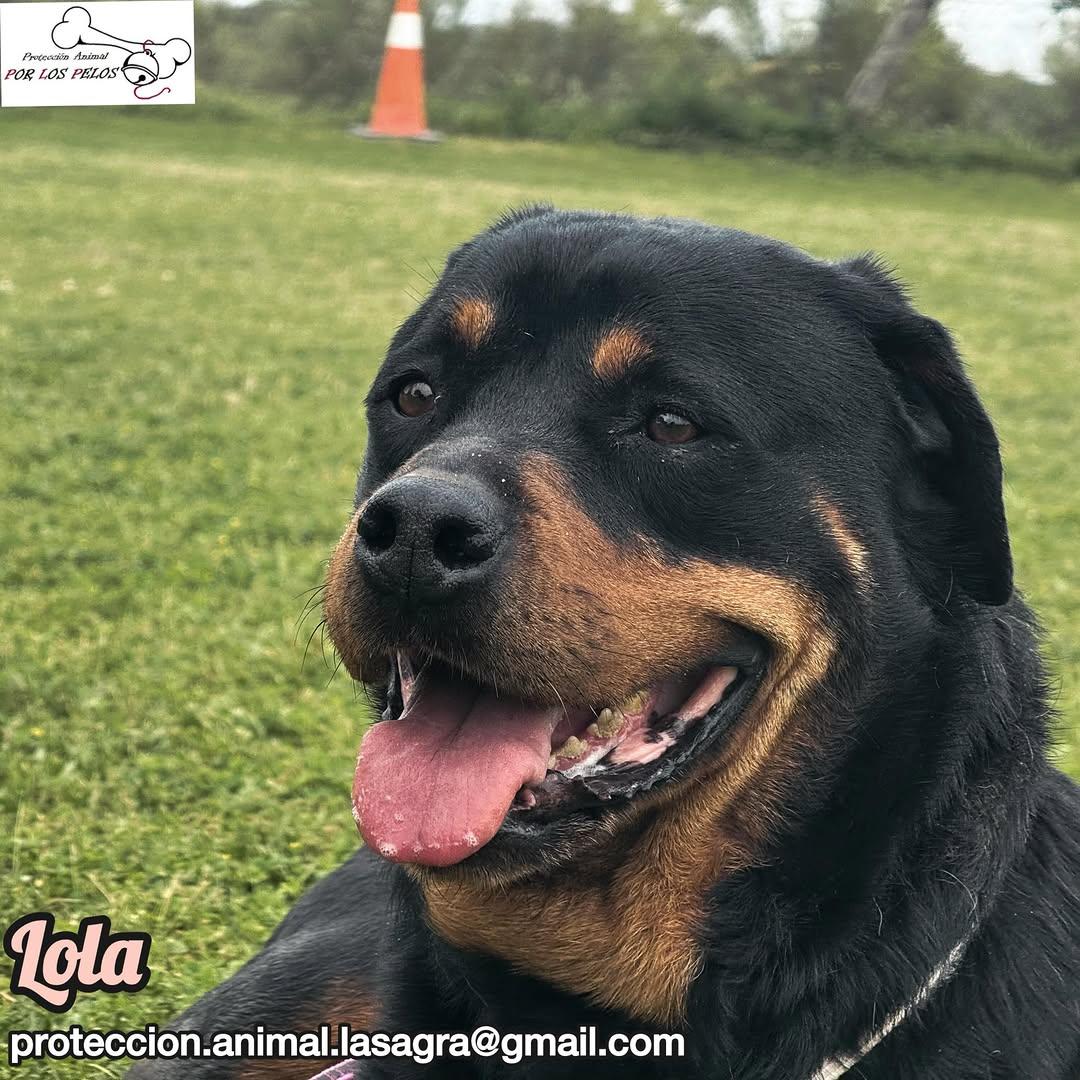Lola (1/11)