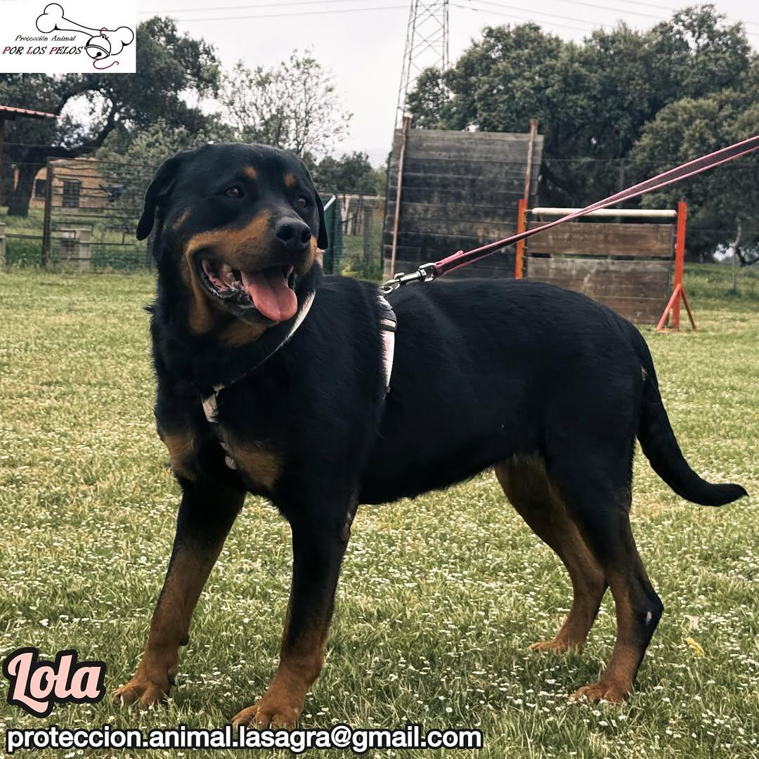 Lola (11/11)