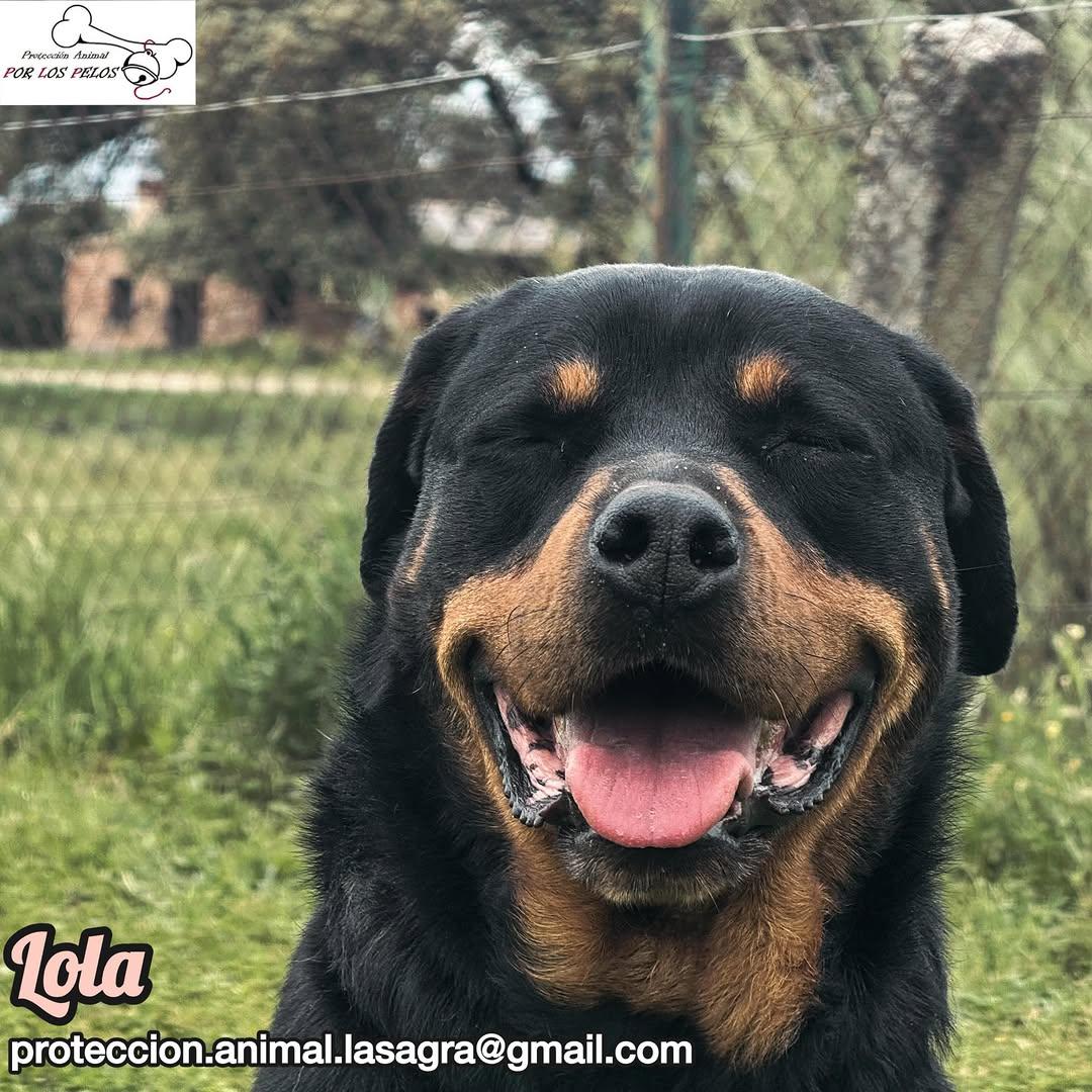 Lola (3/11)