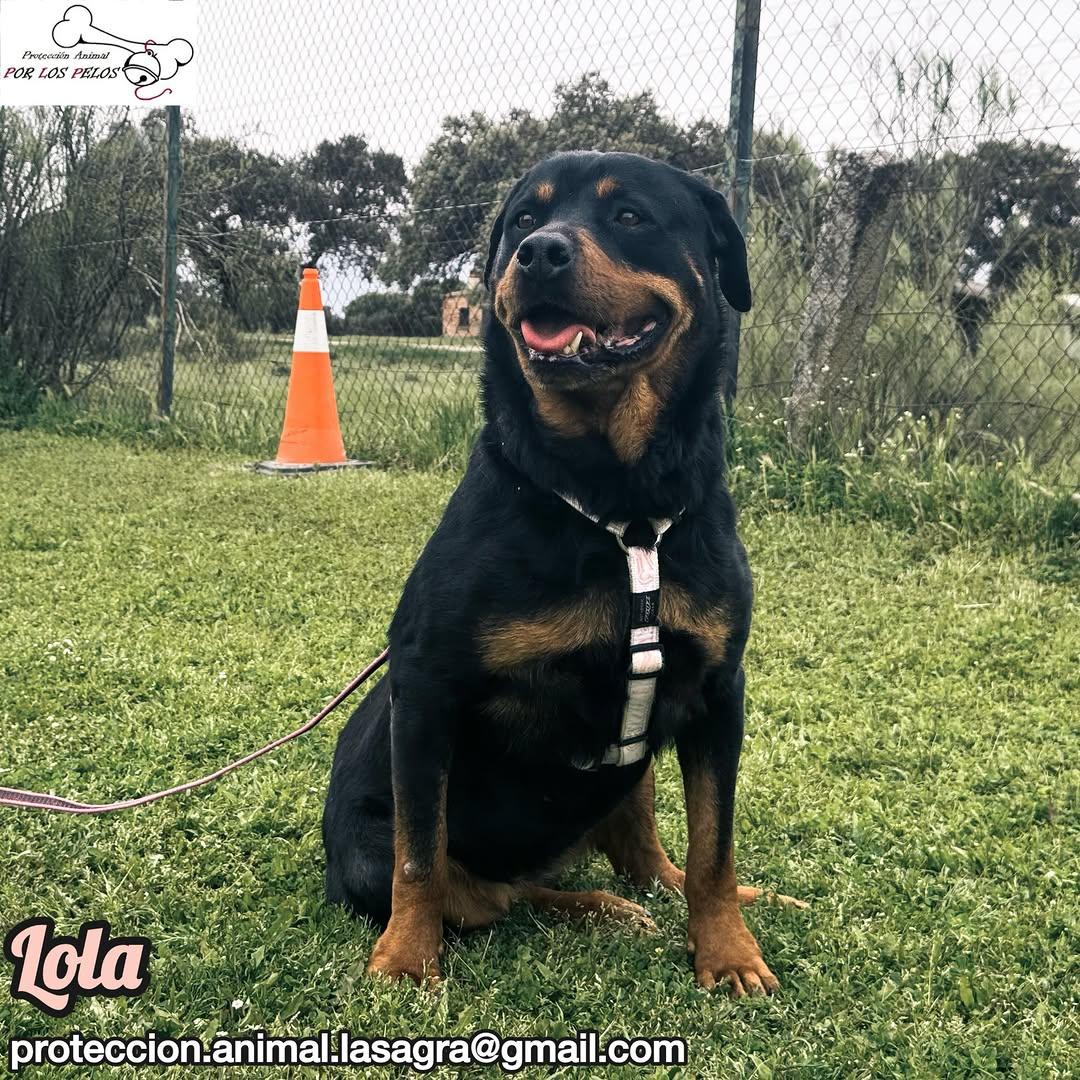 Lola (4/11)