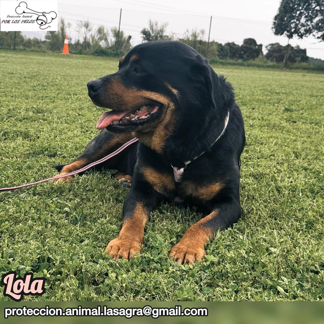 Lola (5/11)