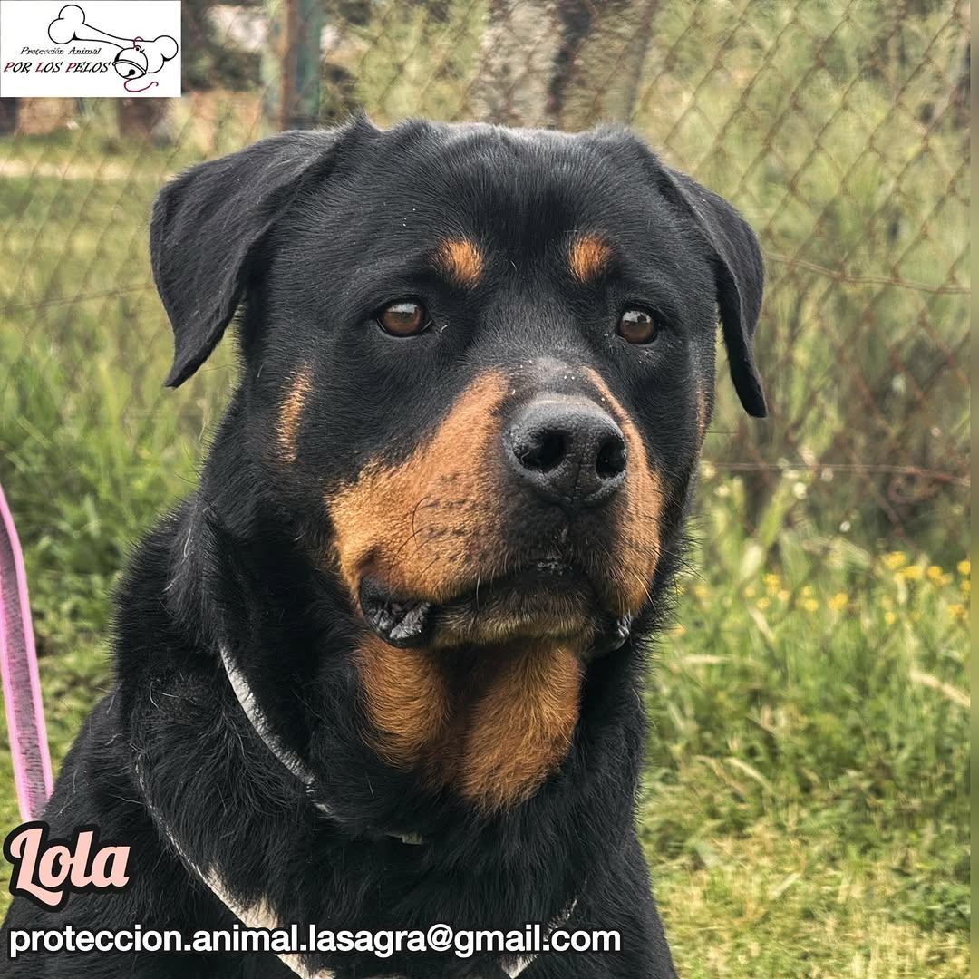 Lola (6/11)