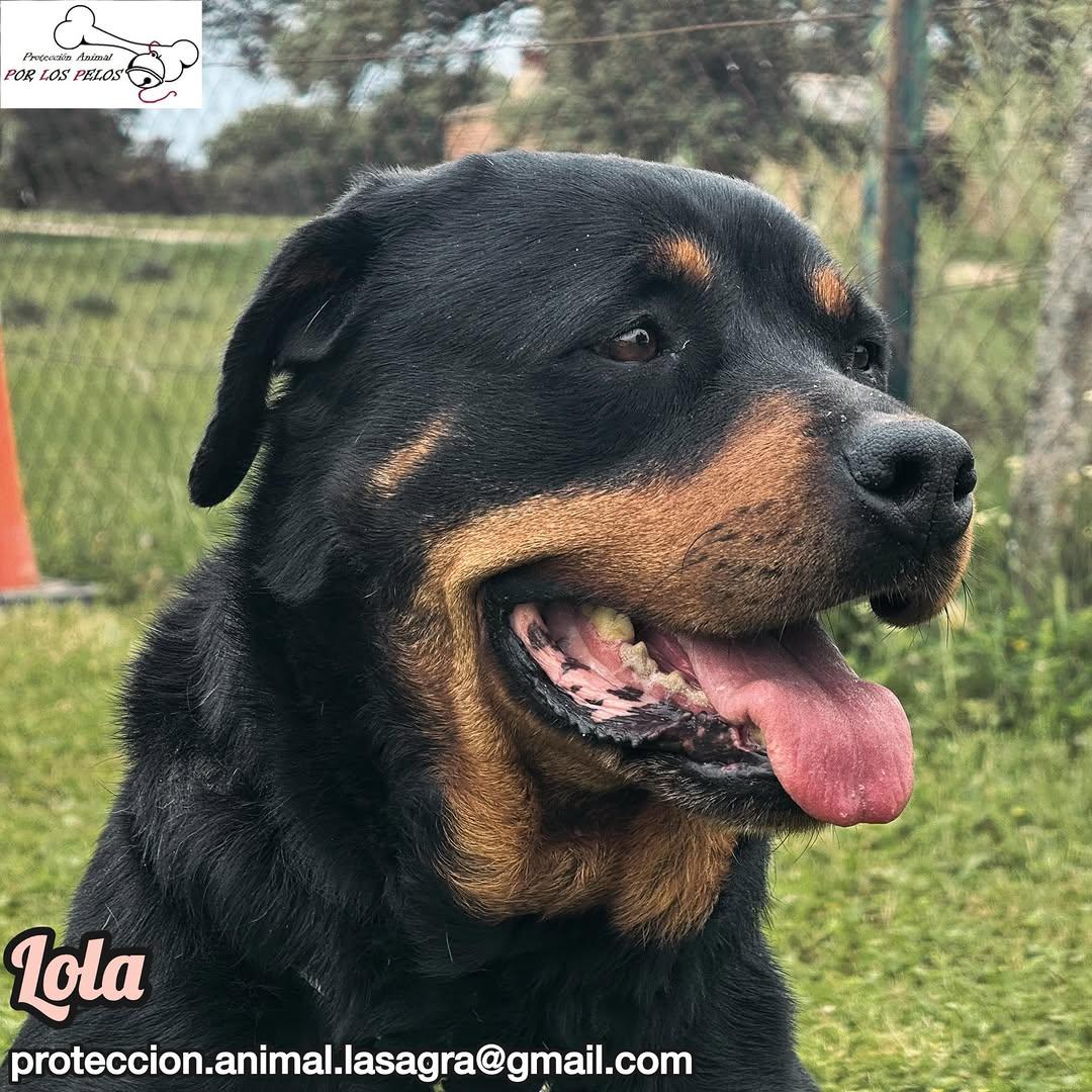 Lola (7/11)