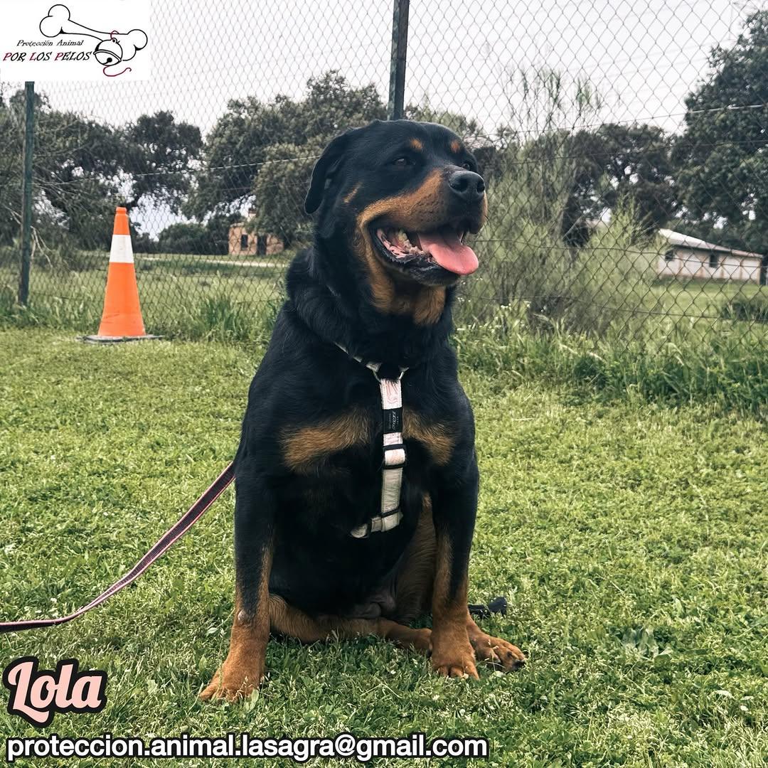Lola (8/11)