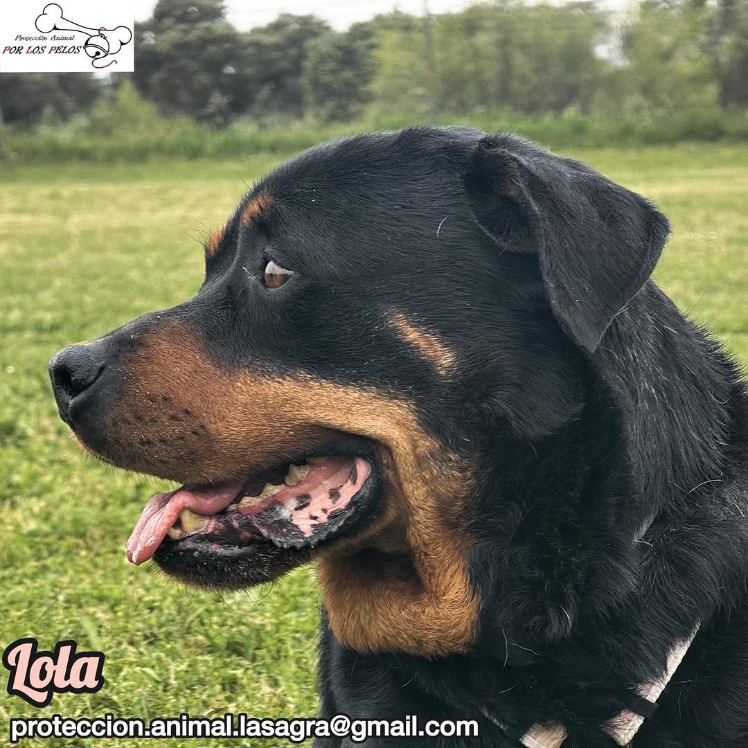 Lola (9/11)