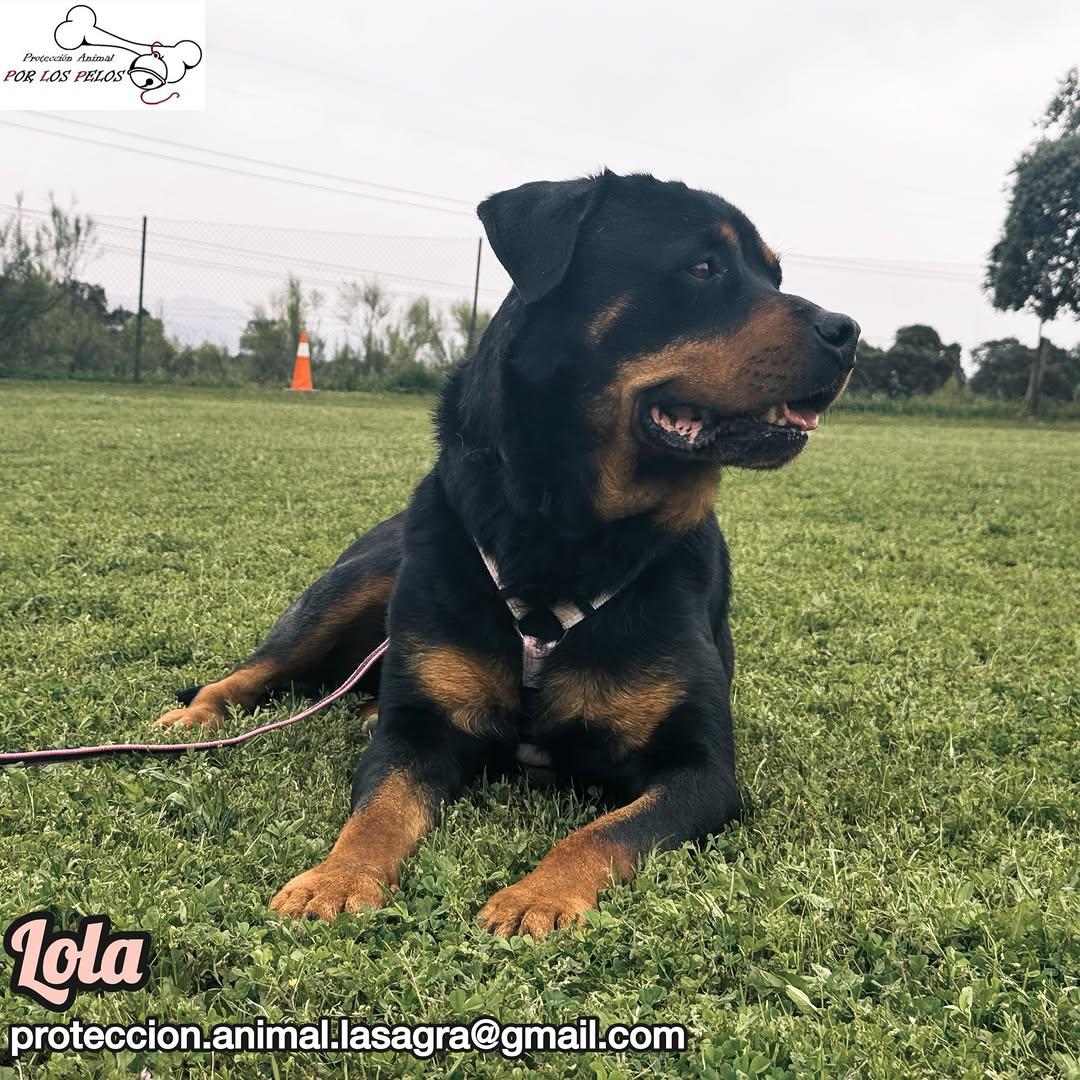 Lola (10/11)
