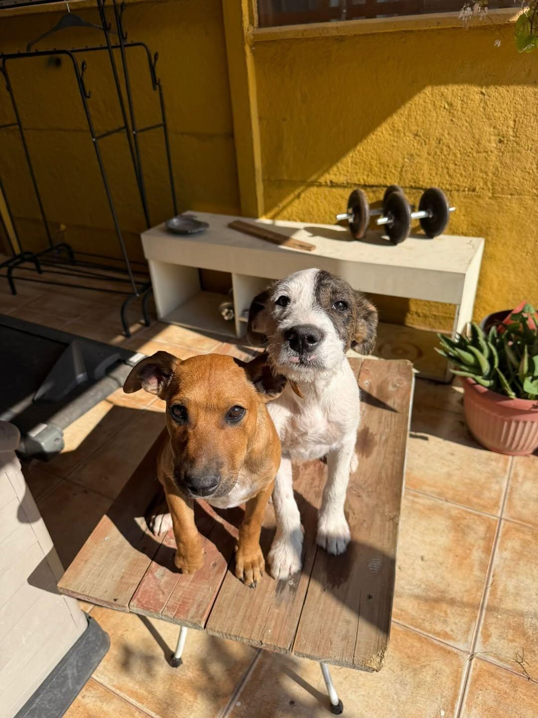 2 animalitos (1/5)
