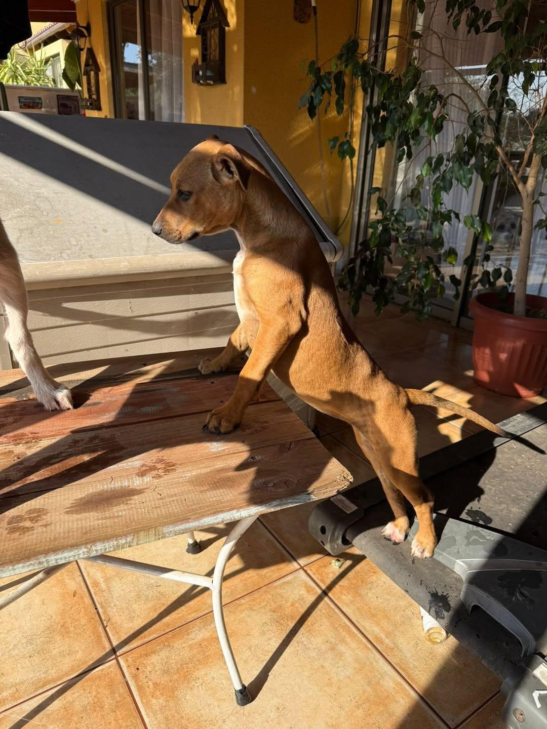 2 animalitos (5/5)