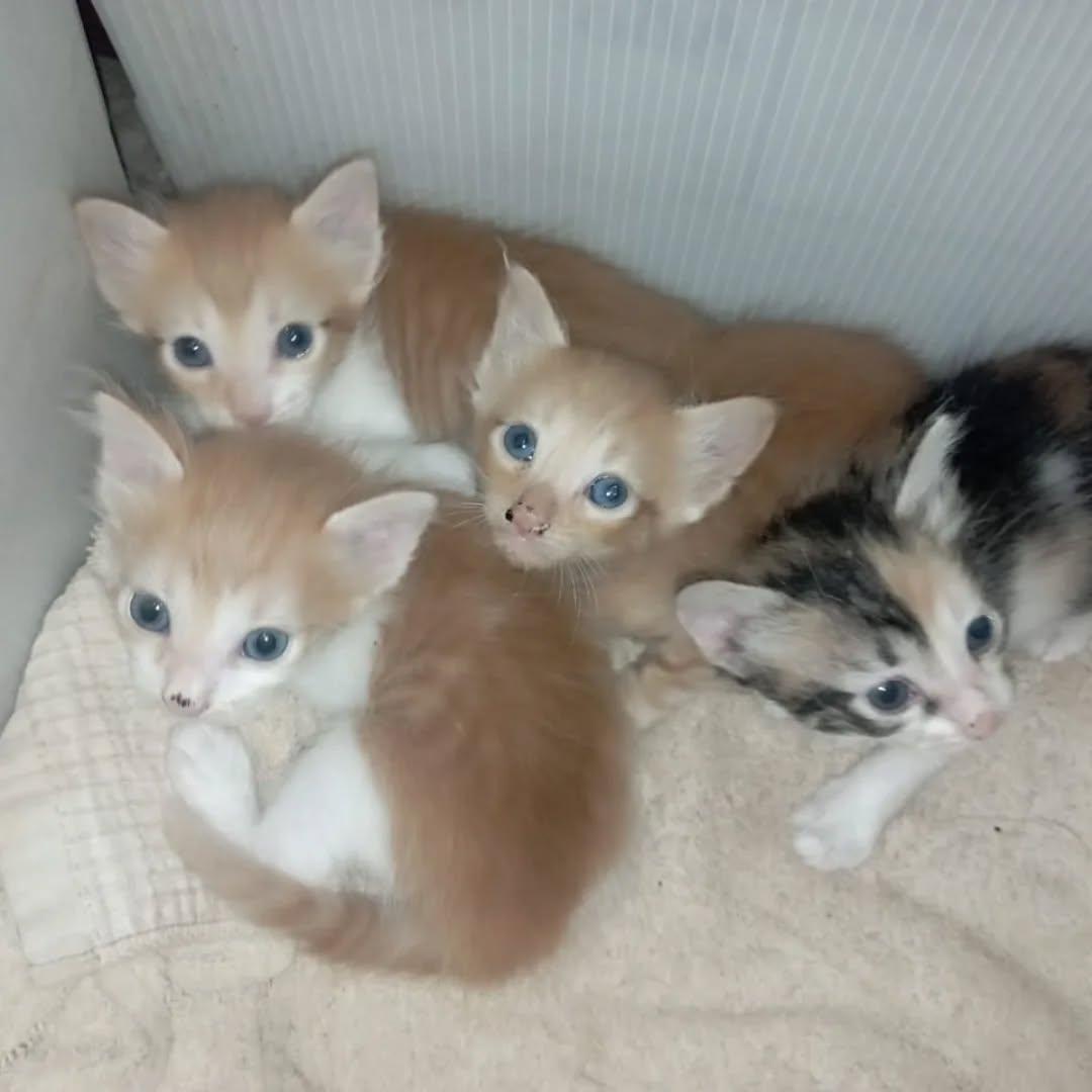 4 animalitos