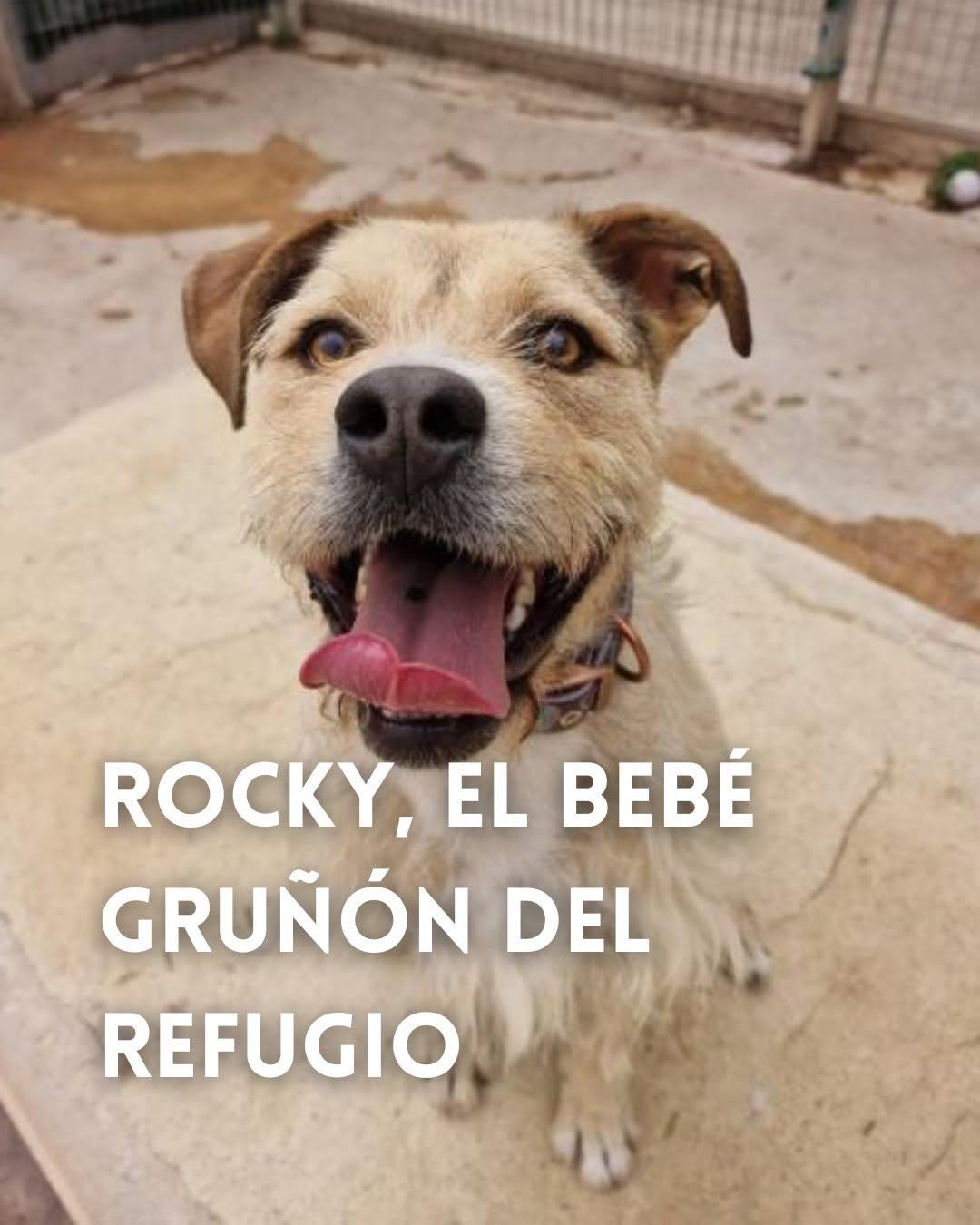 Rocky (1/9)