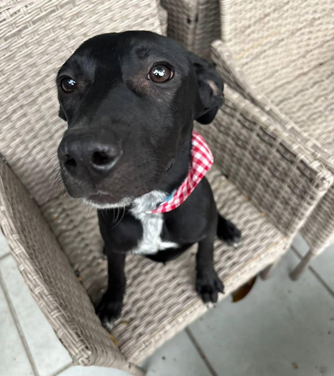 Toto (7/7)