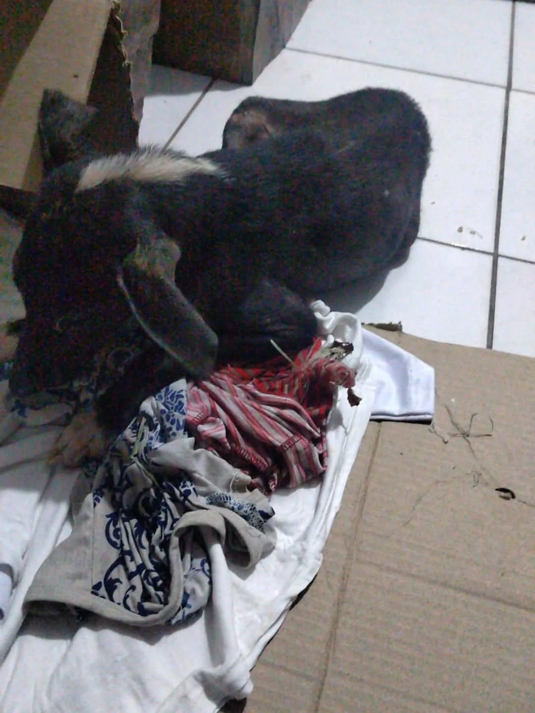 Oreo (2/4)