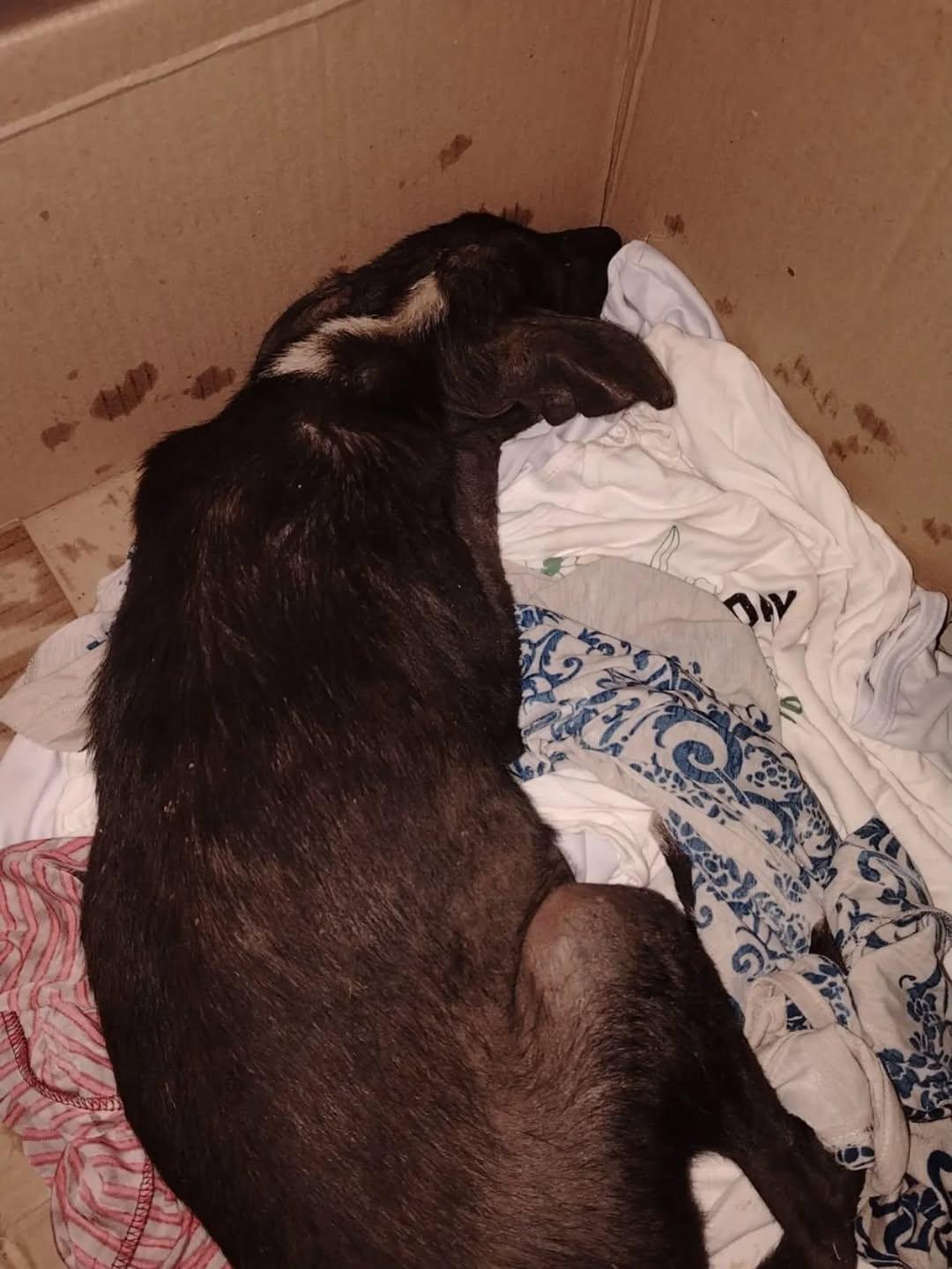 Oreo (3/4)