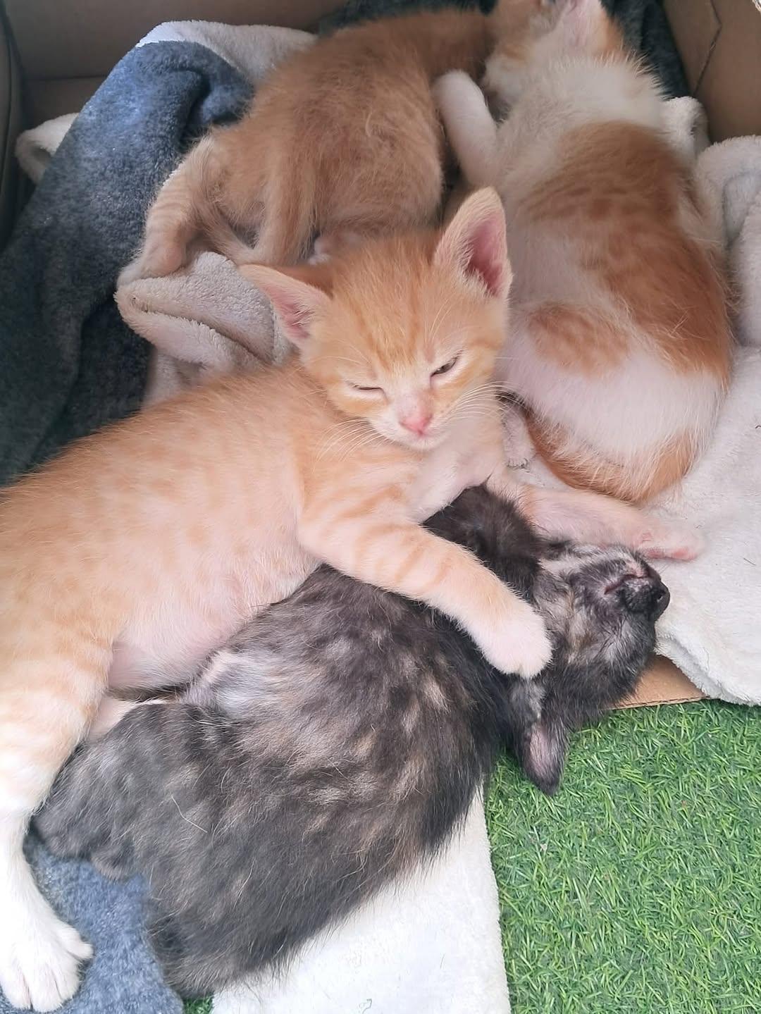 5 animalitos (4/12)