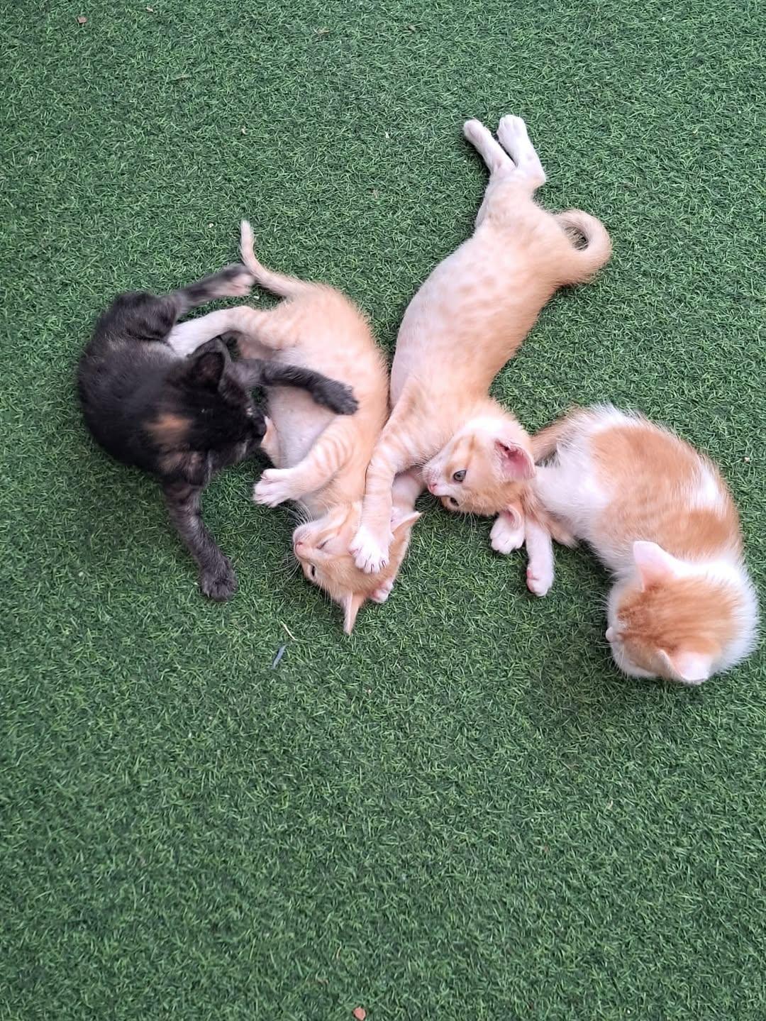5 animalitos (7/12)