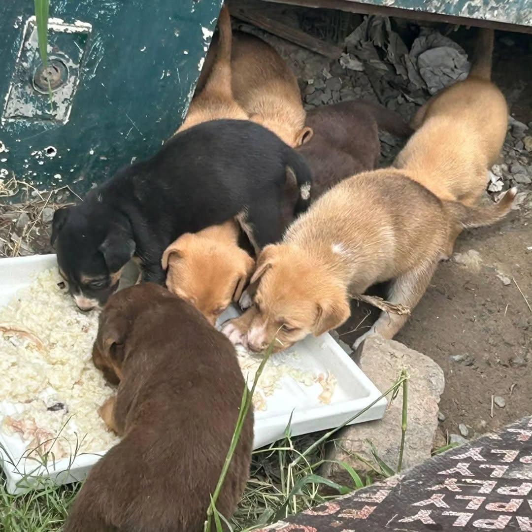 8 animalitos (2/3)