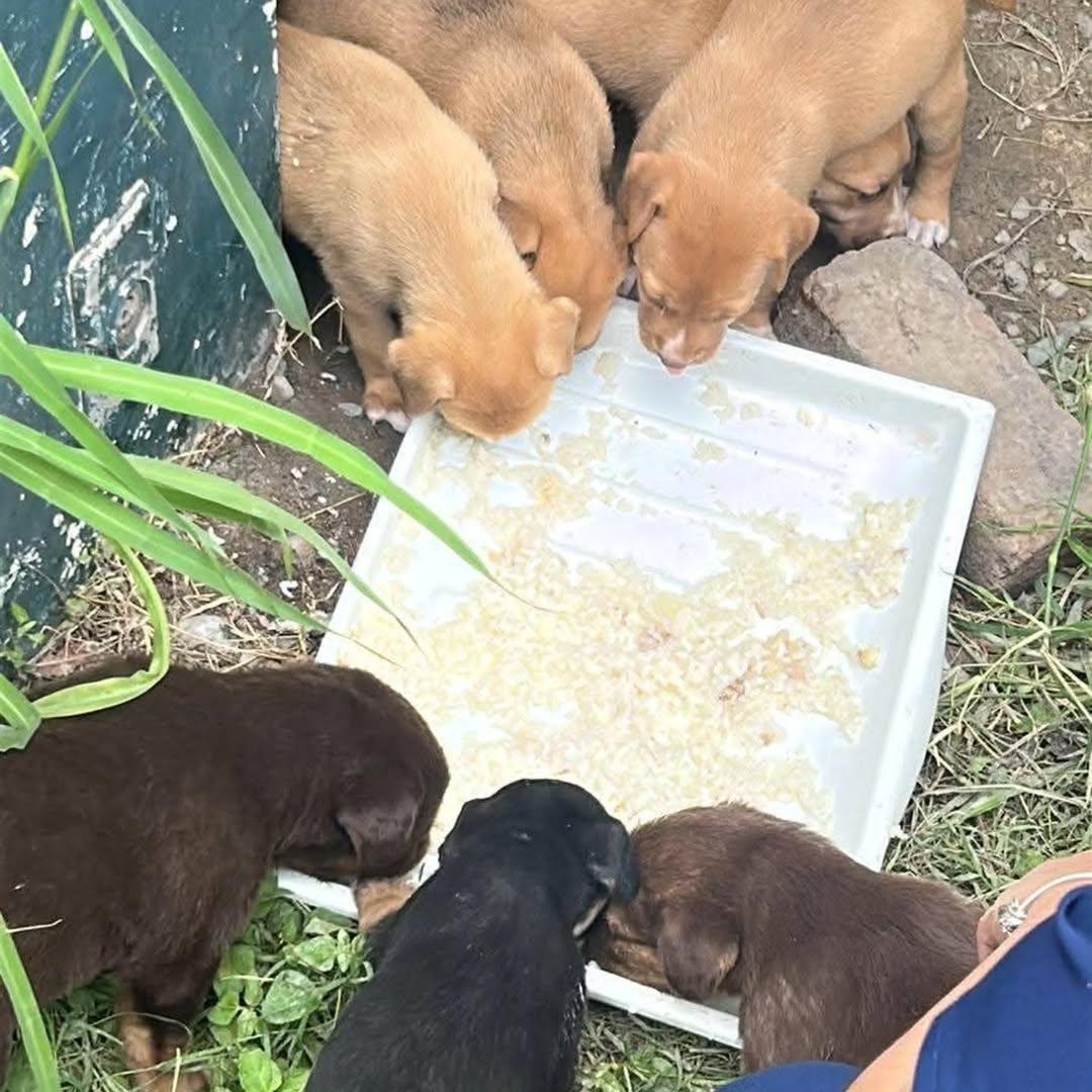 8 animalitos (3/3)