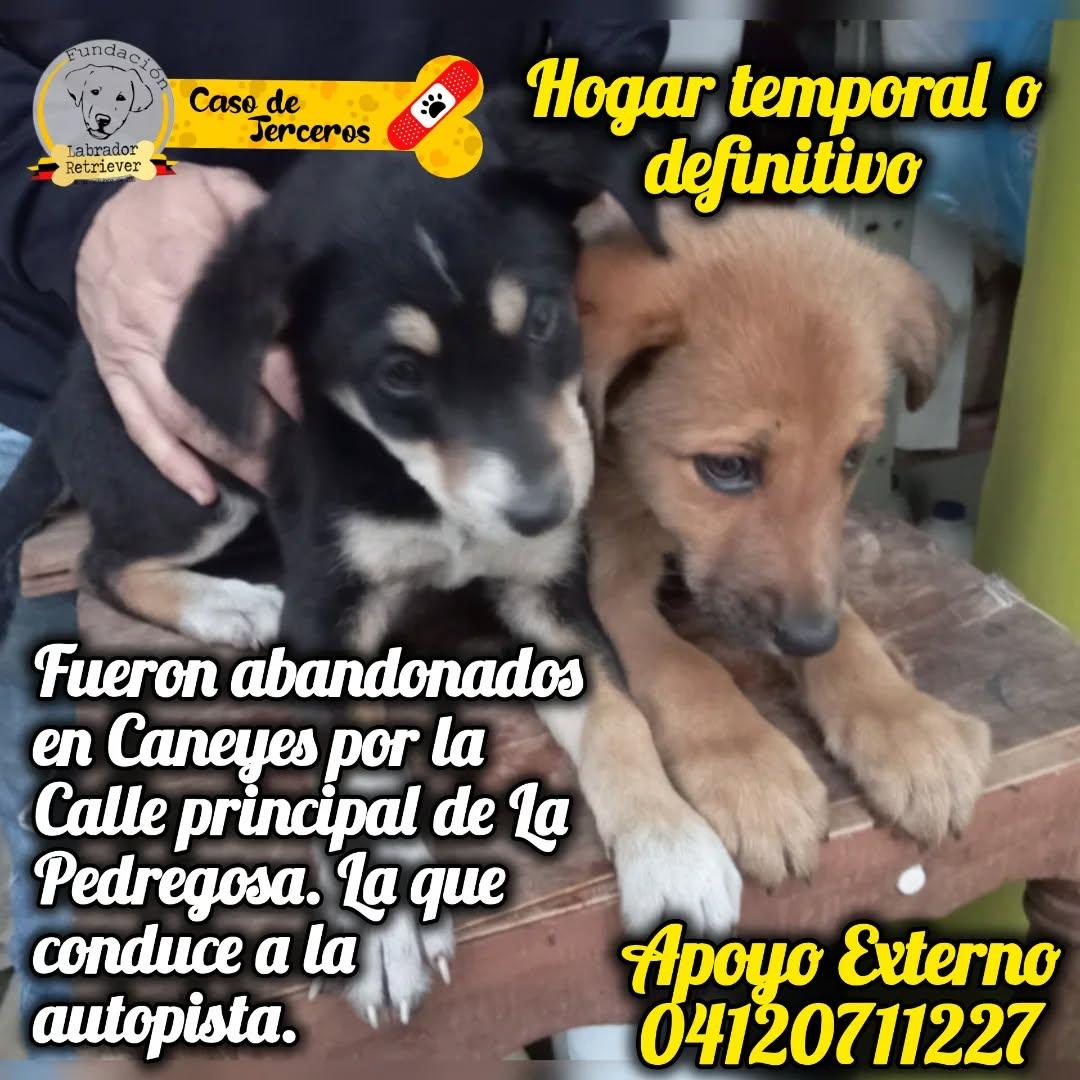 2 animalitos
