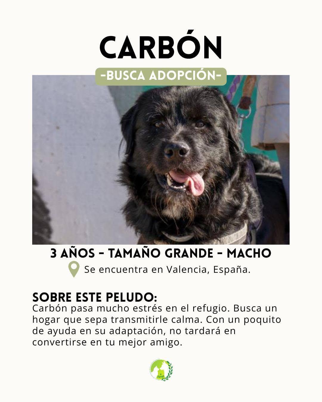 Carbón (2/8)