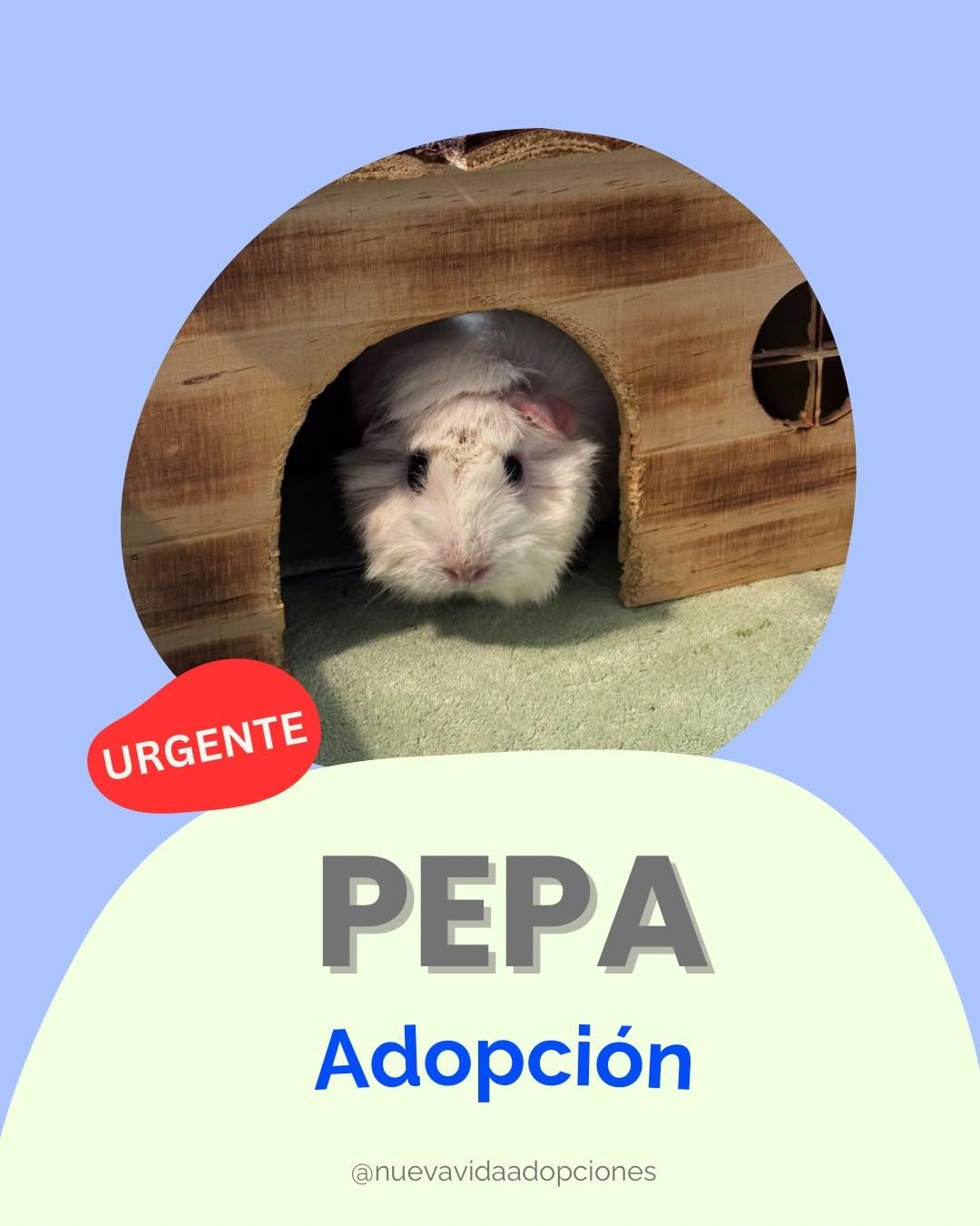 PEPA (1/3)