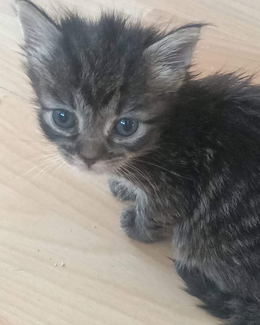 NIÑA (2/3)