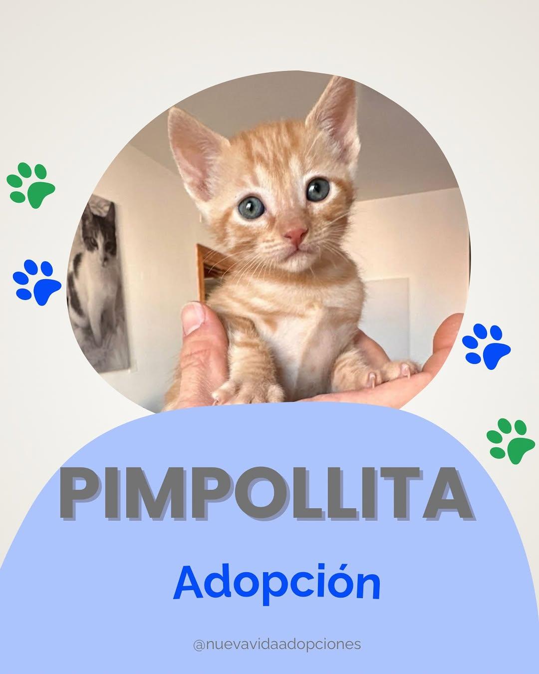 PIMPOLLITA