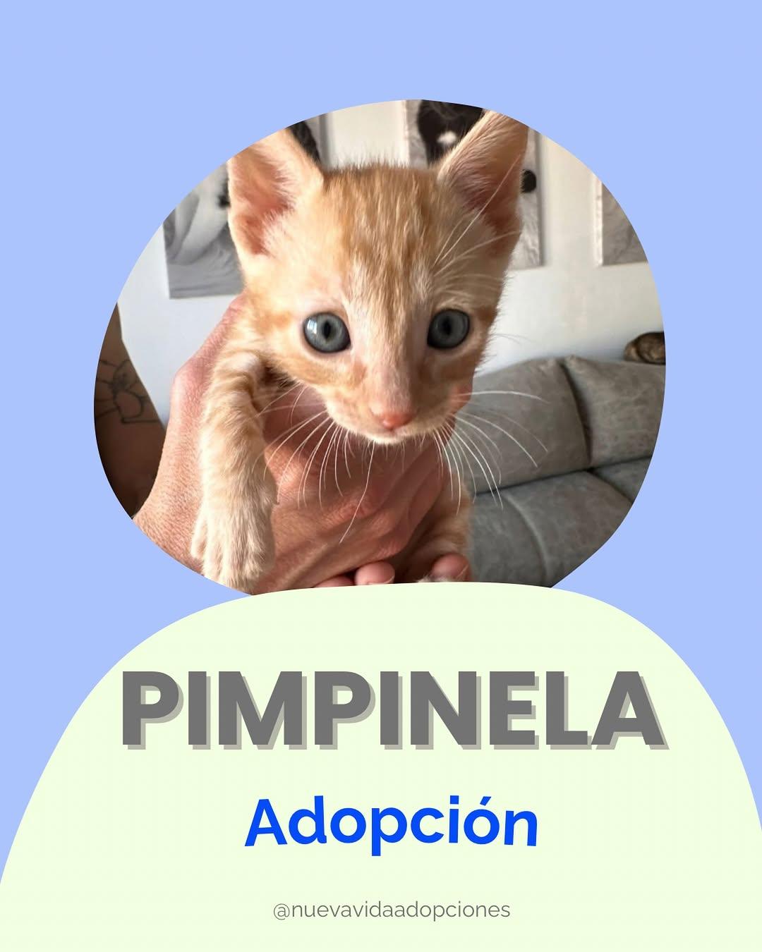 PIMPINELA