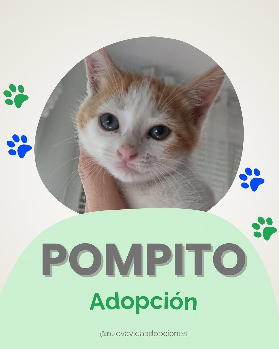 POMPITO