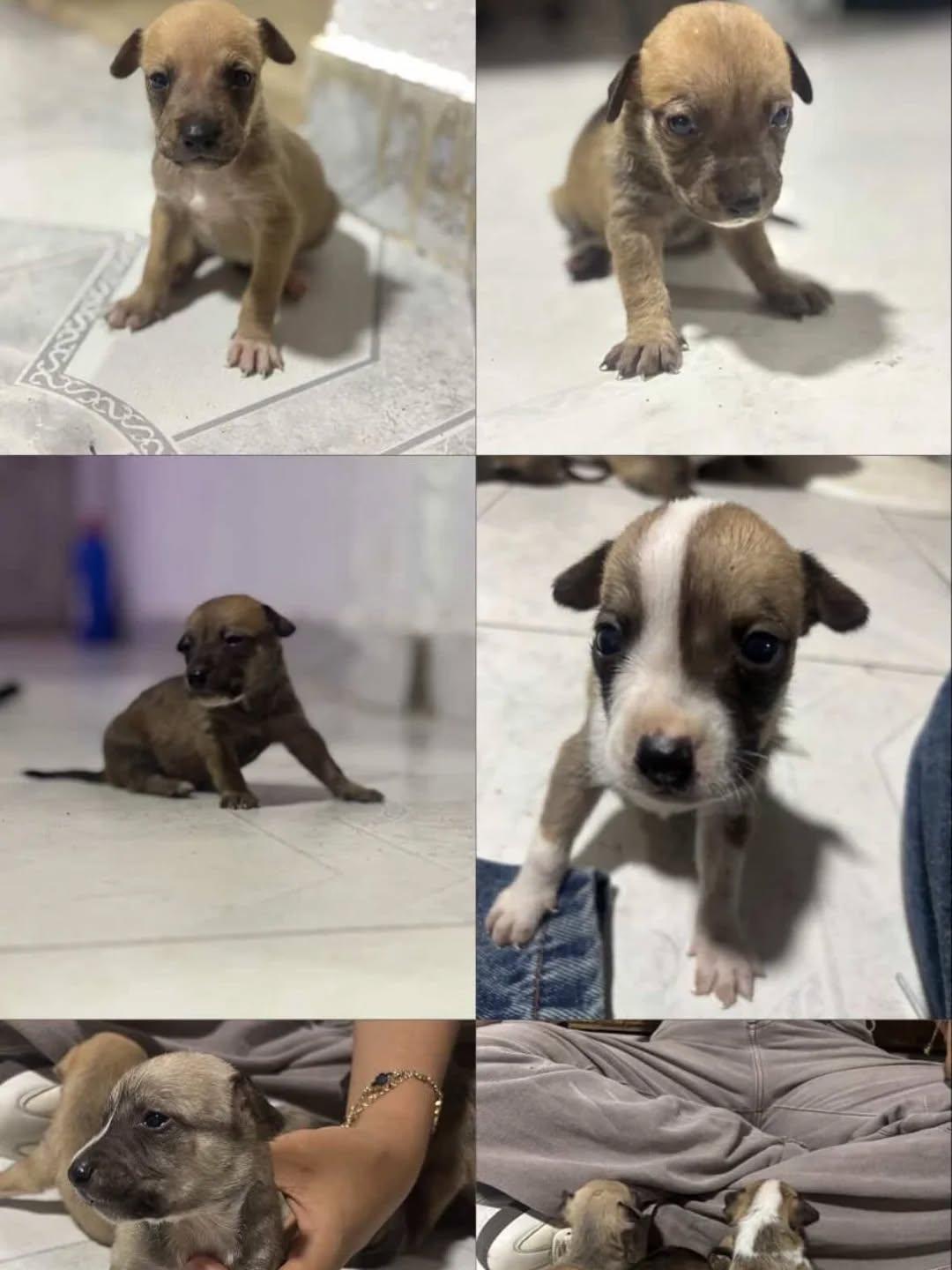 5 animalitos