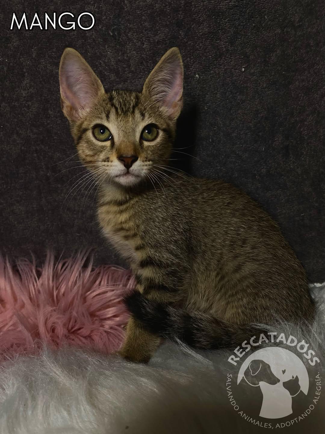 Mango, Sandía (10/10)