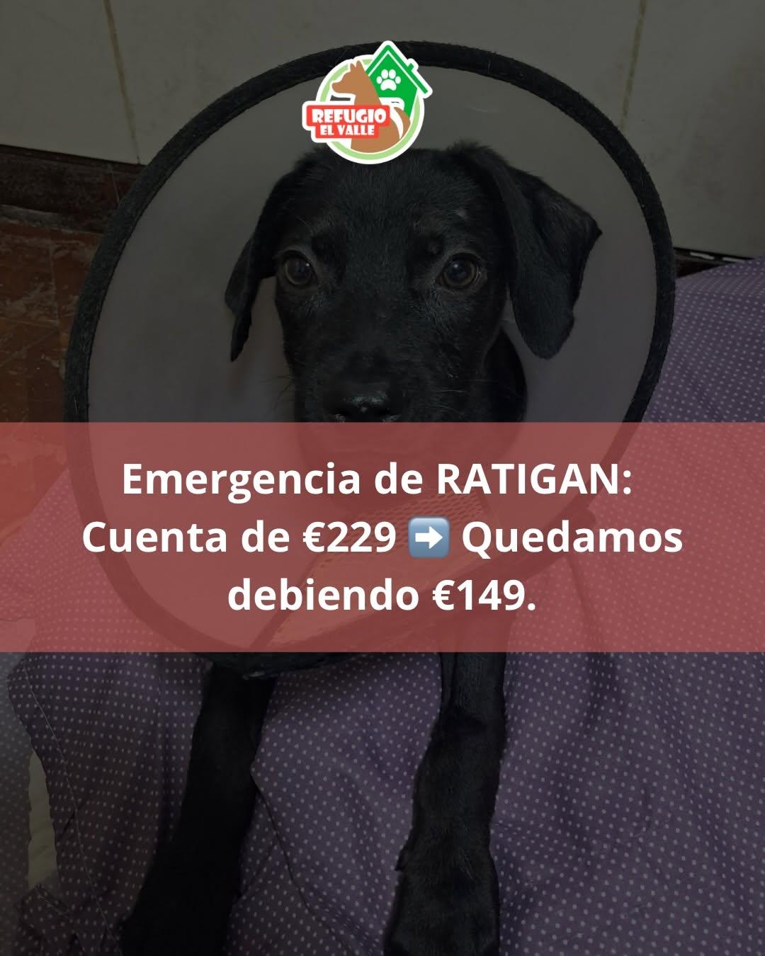 Niña, Ratigan (2/8)