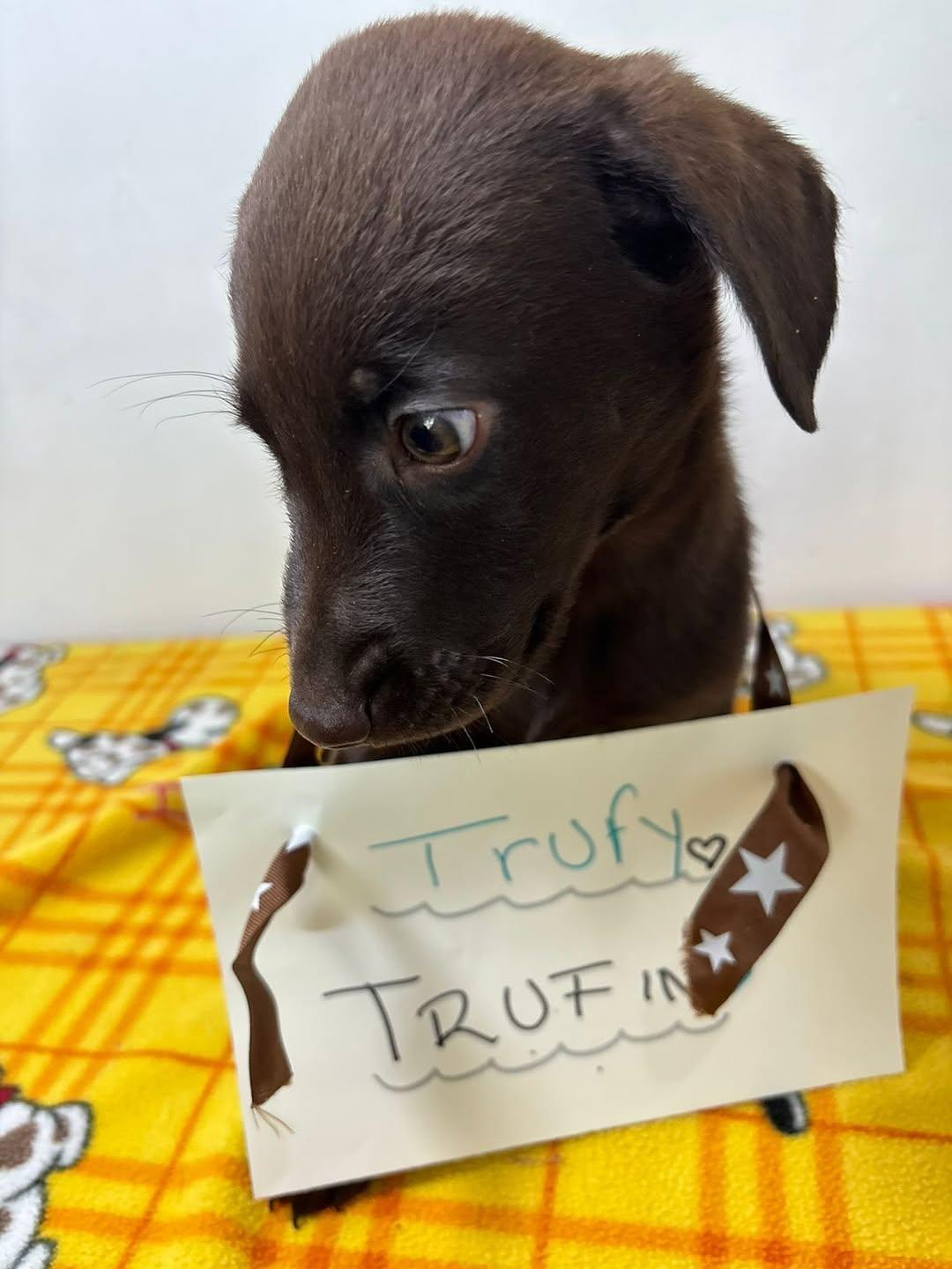 Trufun (4/7)