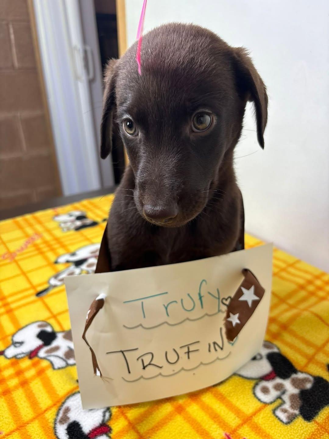 Trufun (6/7)