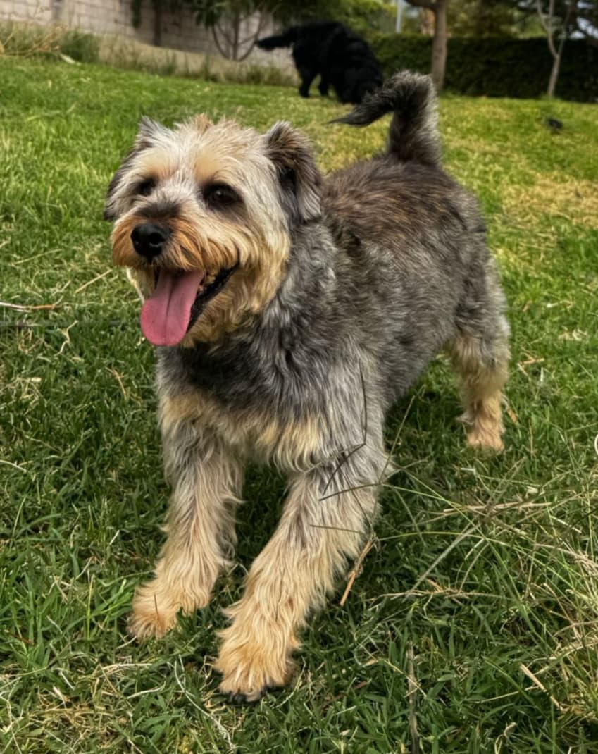 Bosco