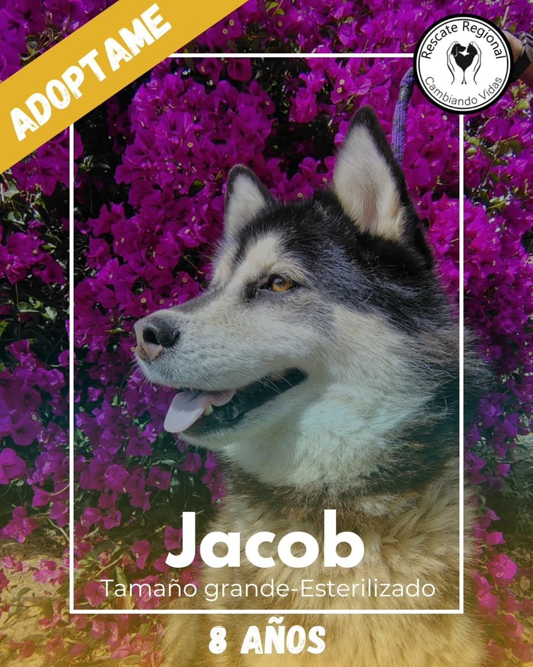 Jacob (1/5)