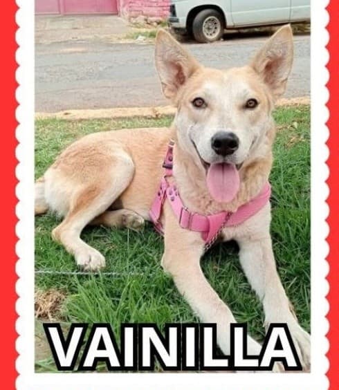 Vainilla