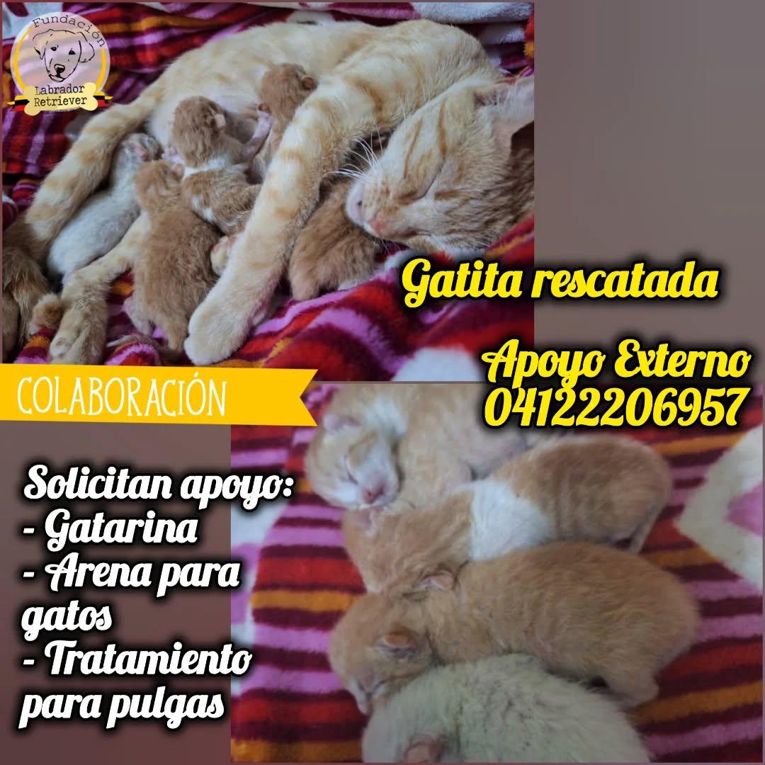 6 animalitos