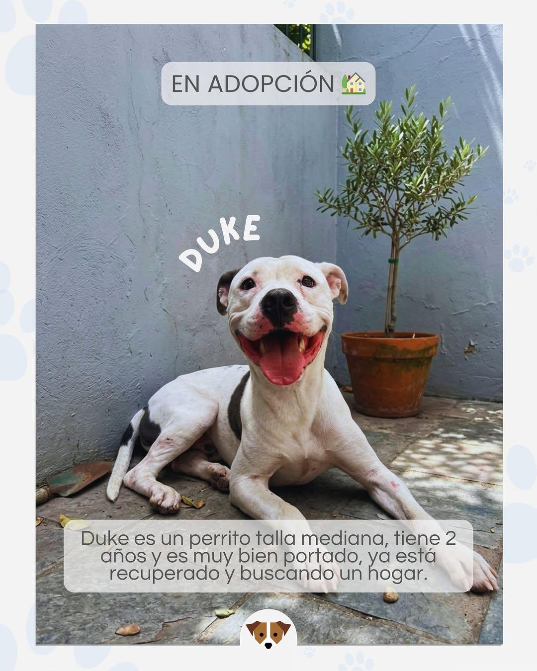 Duke (1/2)
