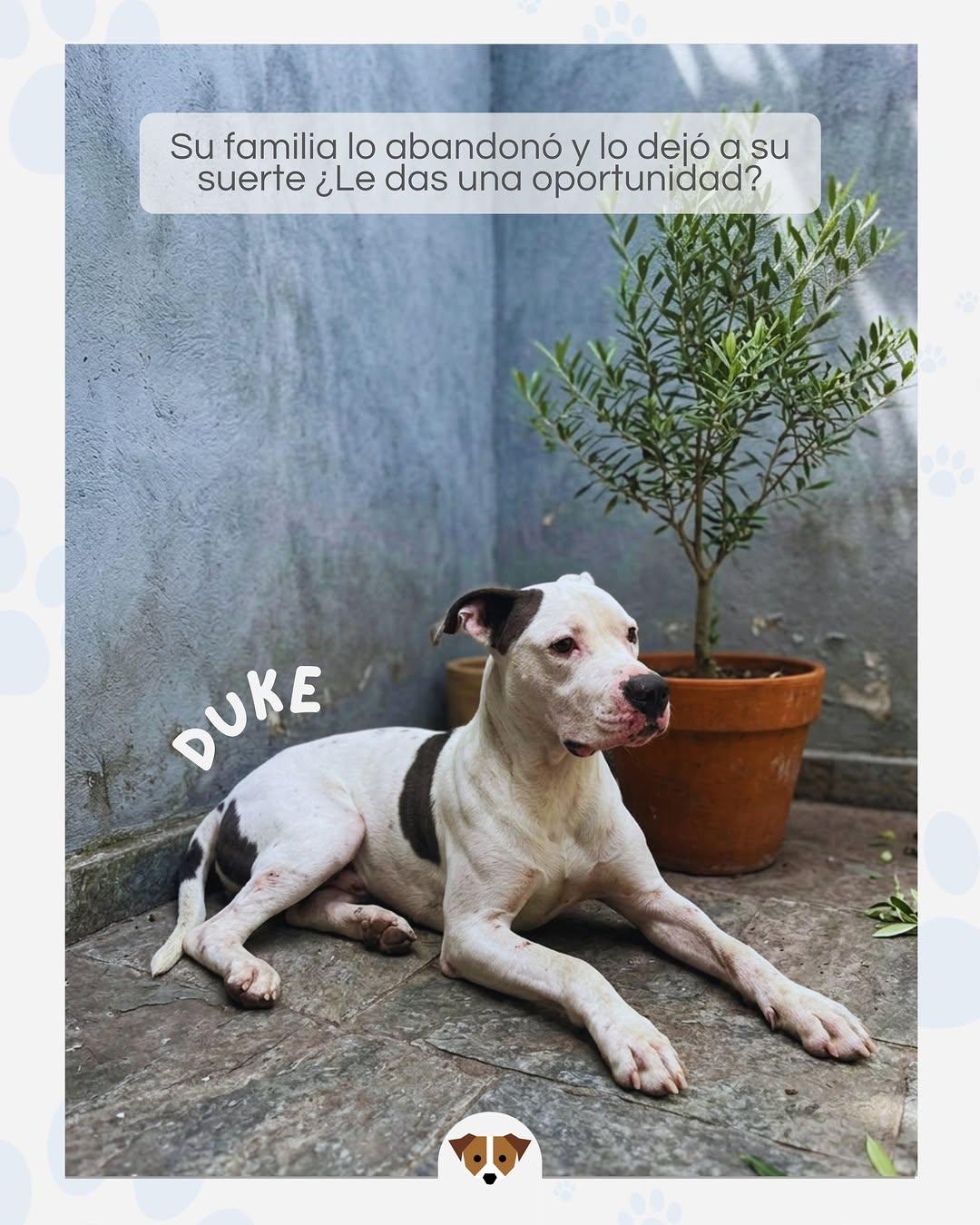 Duke (2/2)
