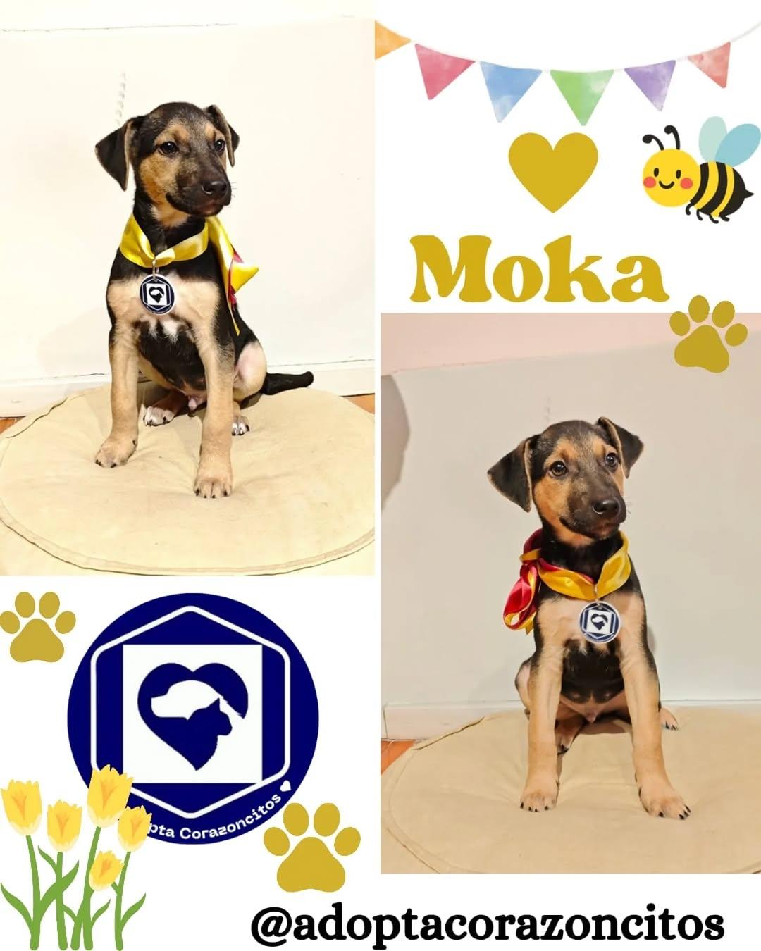 Moka, Trufa (1/2)