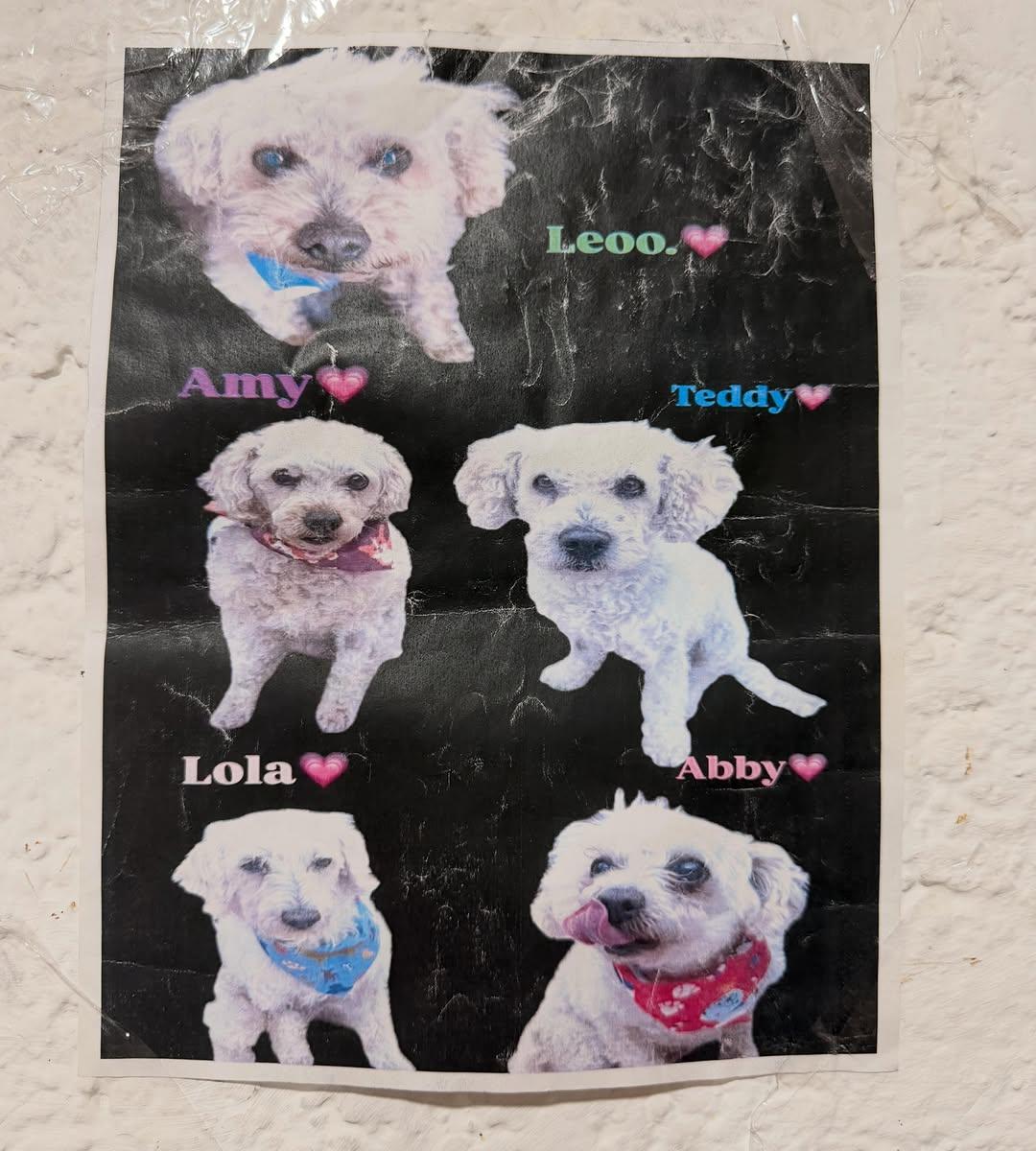 5 animalitos (8/9)