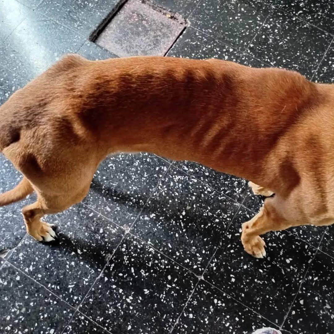 Rex (2/2)