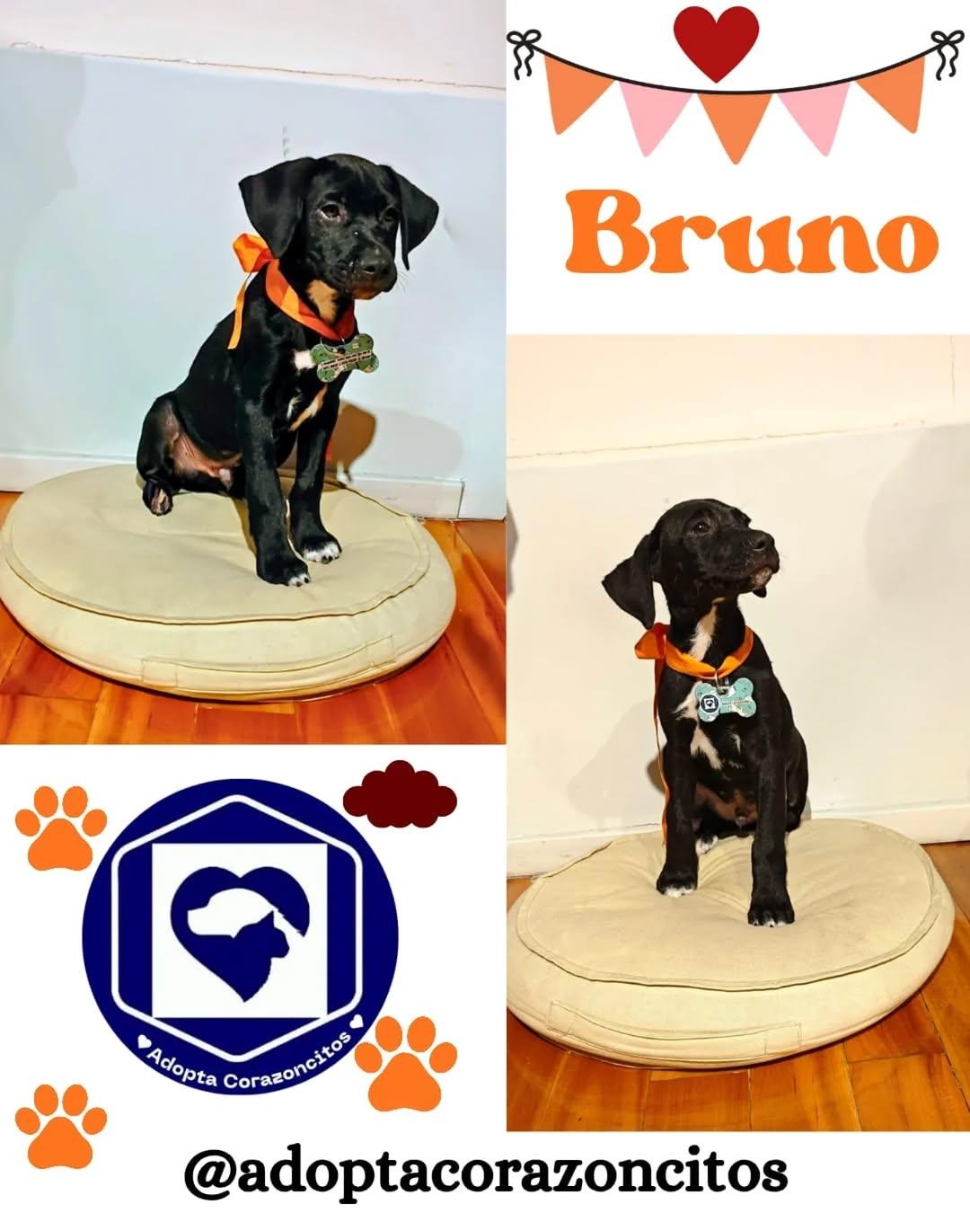 Bruno, Nico (1/2)