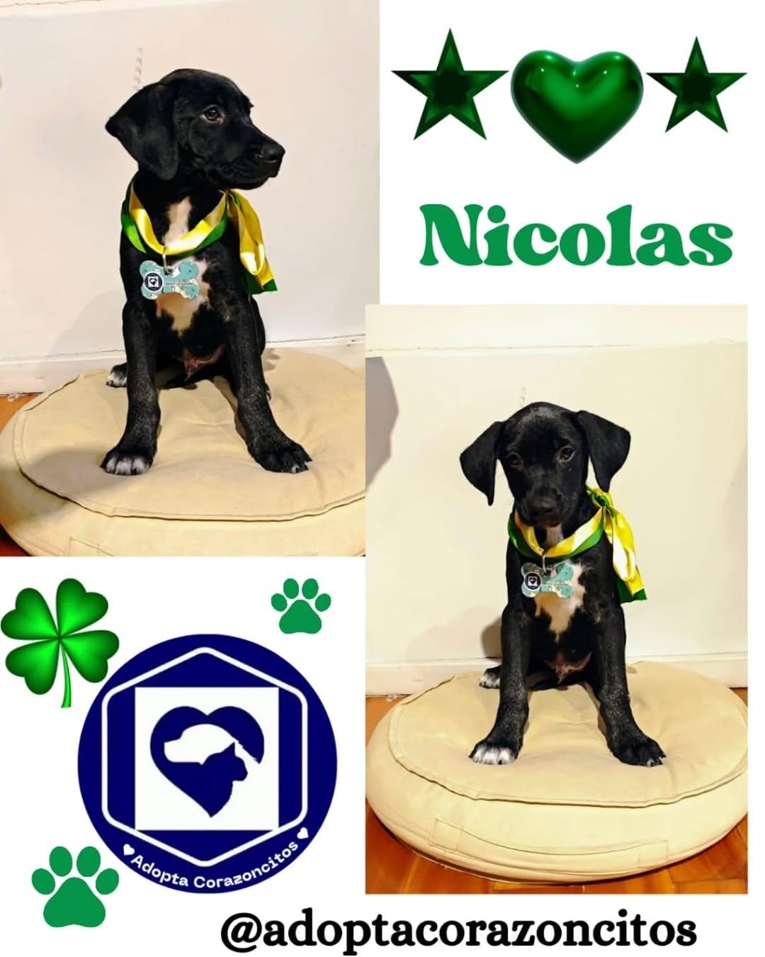 Bruno, Nico (2/2)